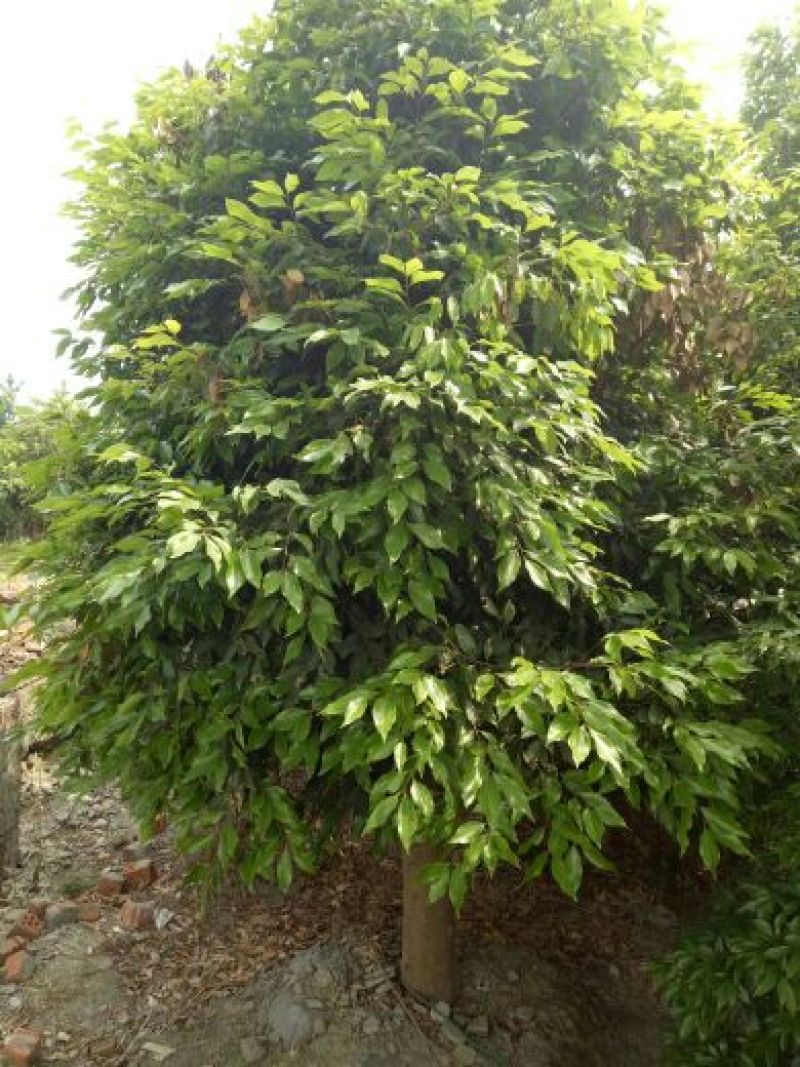 天竺桂3~3.5m