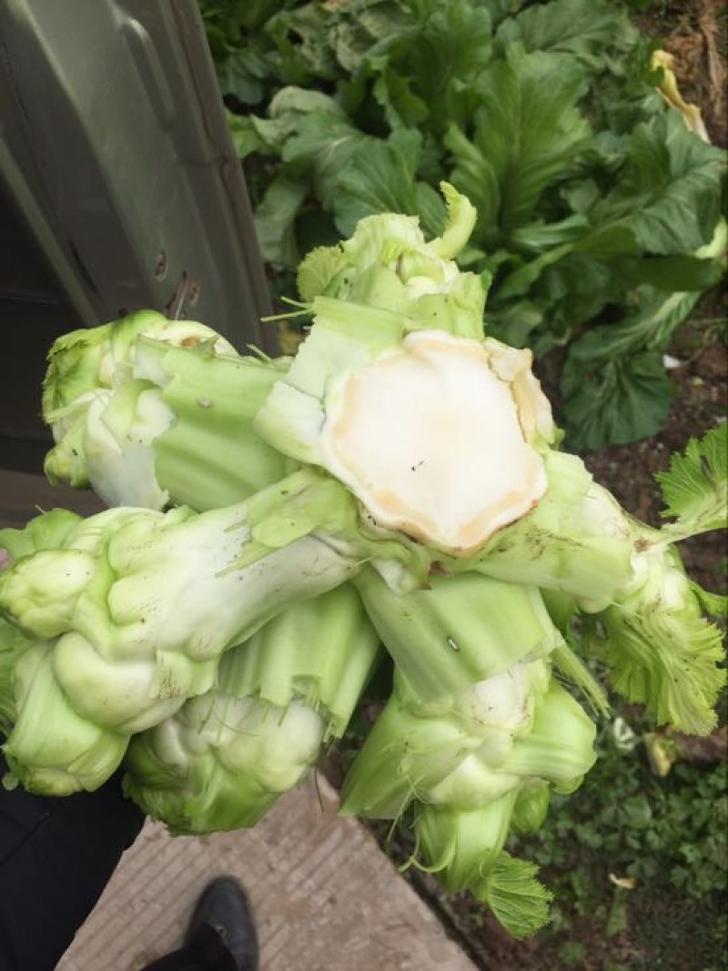 儿菜