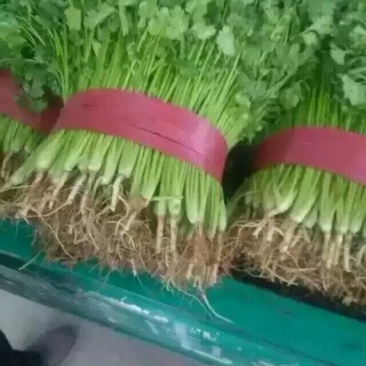 大叶香菜15~20厘米以上