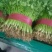 大叶香菜15~20厘米以上