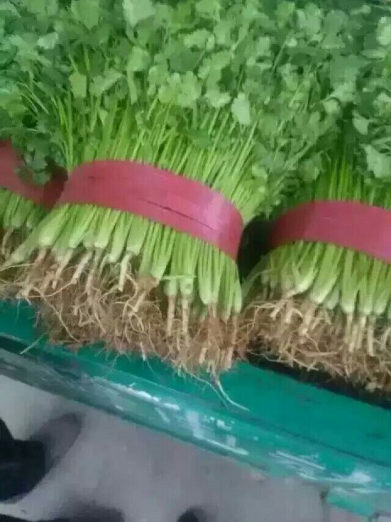 大叶香菜15~20厘米以上