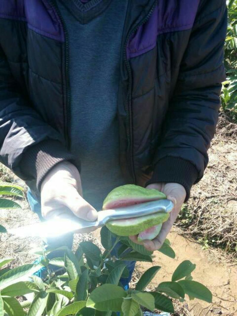 西瓜番石榴苗50~80cm