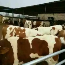 西门塔尔牛犊200~300kg