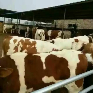 西门塔尔牛犊200~300kg