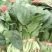 名门菠菜