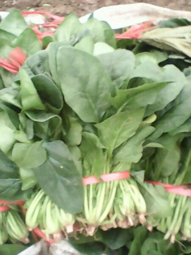 名门菠菜