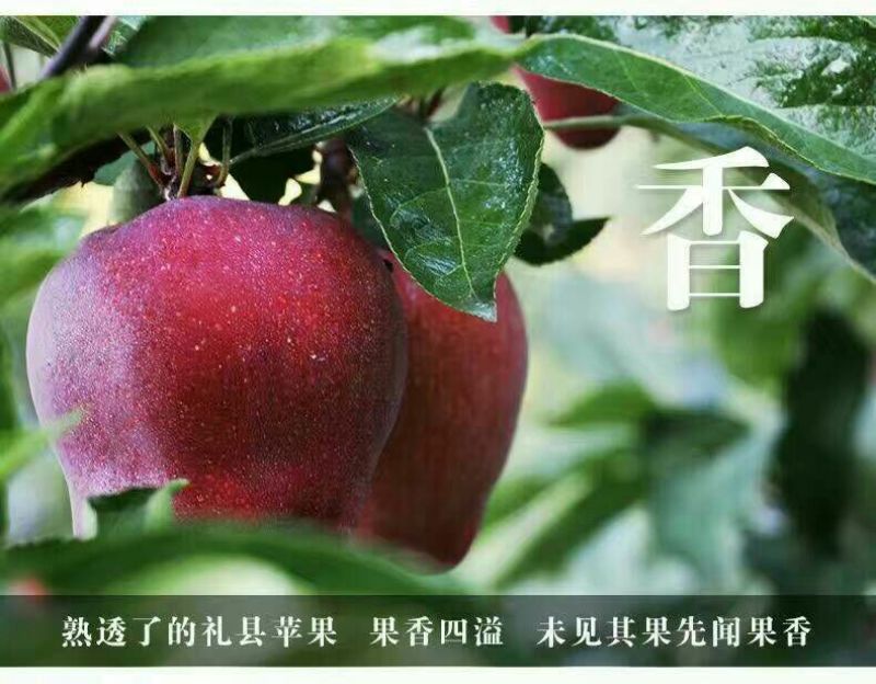 花牛75mm以上光果