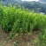 李子树苗免费提供种植技术指导