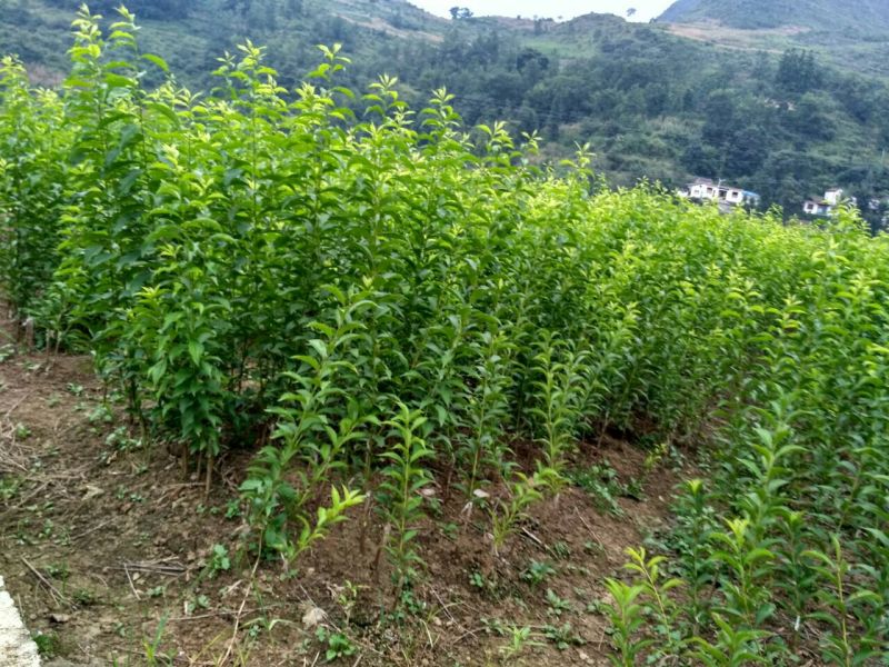 李子树苗免费提供种植技术指导