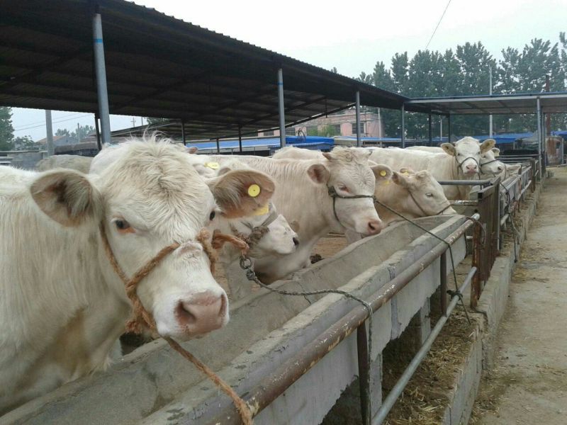 夏洛莱牛犊100~200kg
