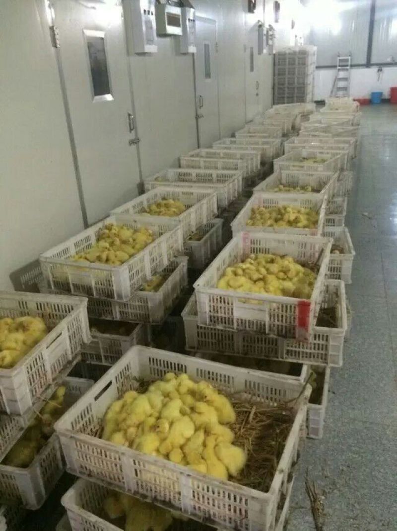 扬州大白鹅苗250g以下