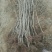 樱花树2cm以下2~4cm4~6cm6~8cm4c