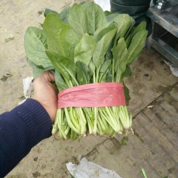 菠菜15~20厘米