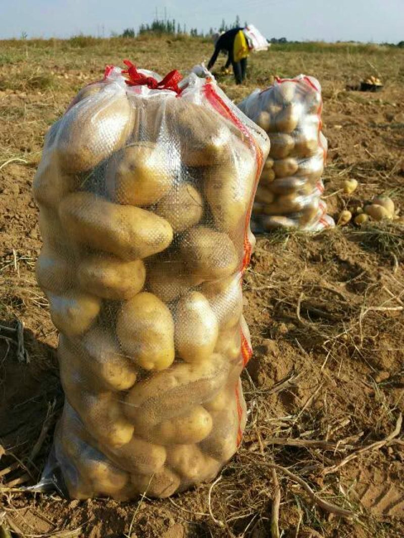 荷兰十五土豆3两以上