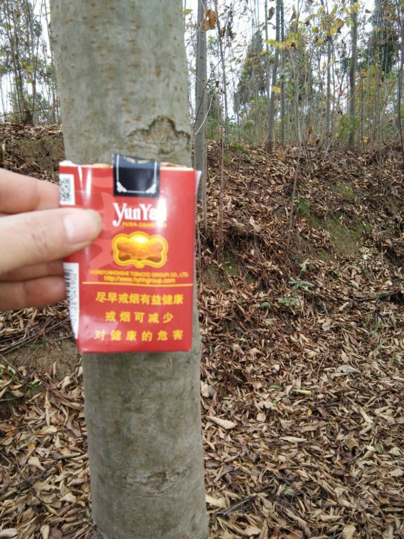栾树8~10cm6~8cm3.5~4米