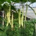 九粒白芸豆20cm以上