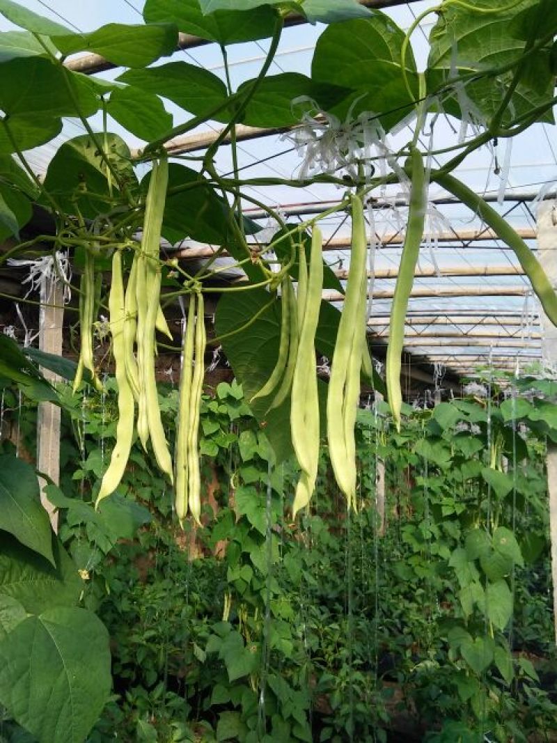 九粒白芸豆20cm以上