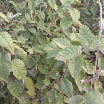 翅果油树