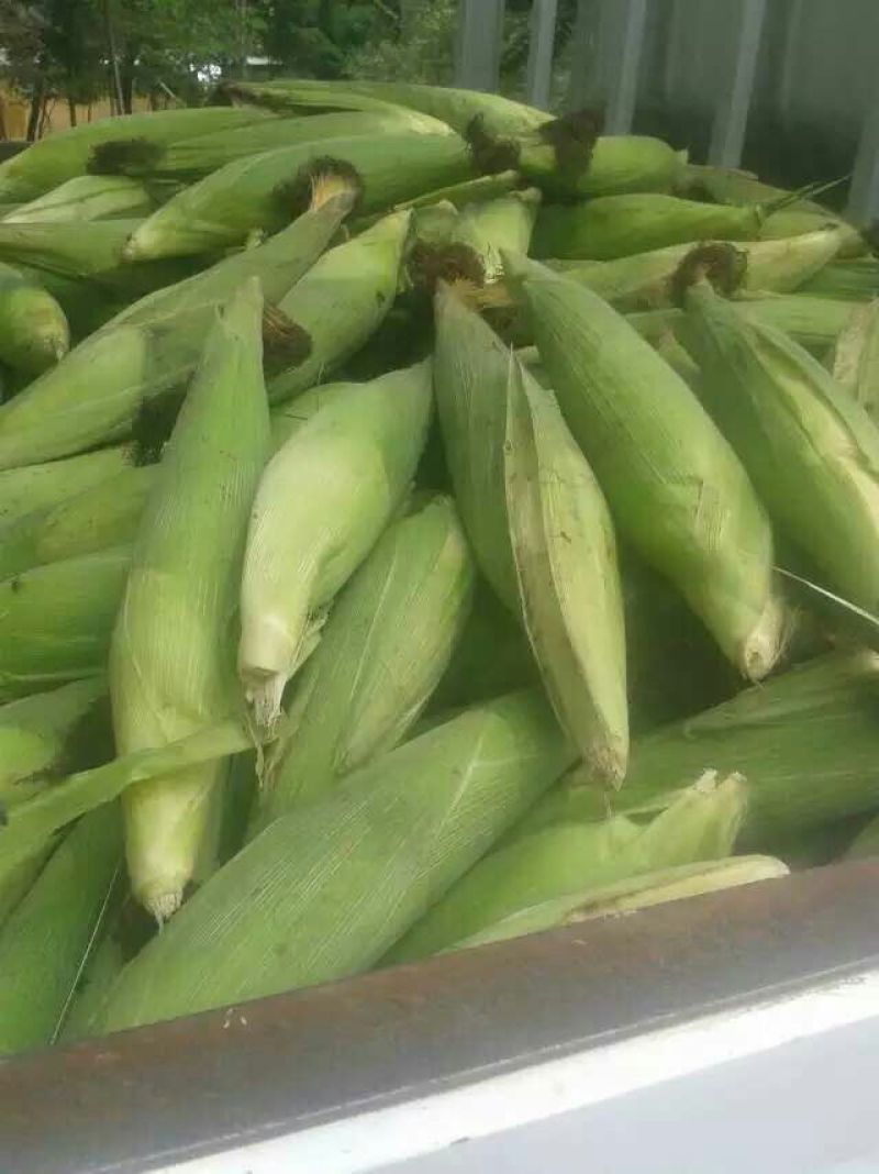 鲜玉米16~20%