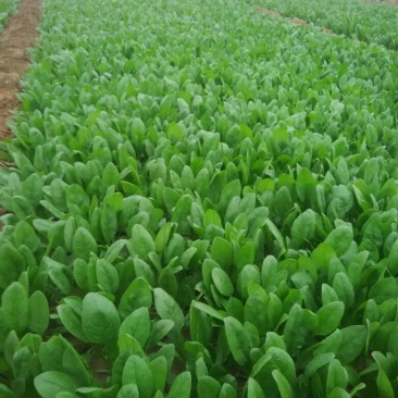 小叶菠菜20~25厘米
