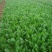 小叶菠菜20~25厘米