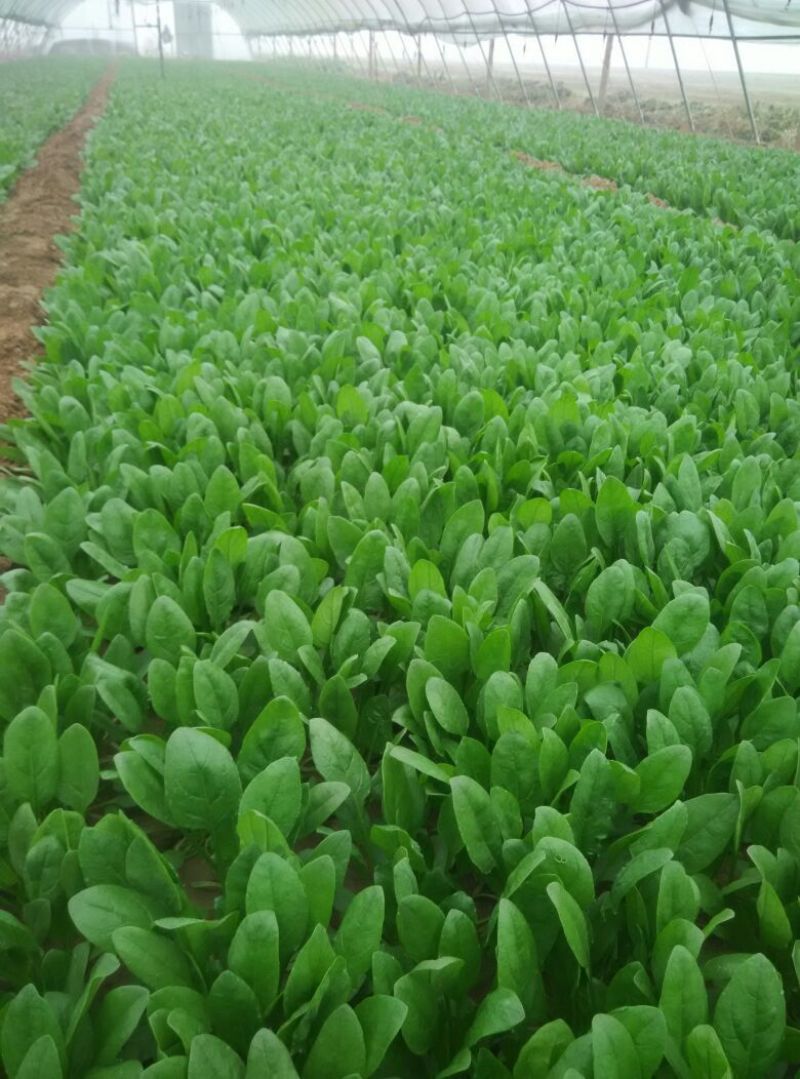 小叶菠菜20~25厘米
