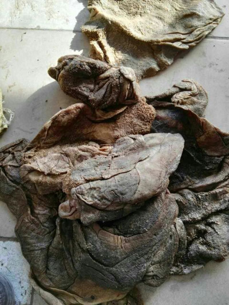 羊毛
