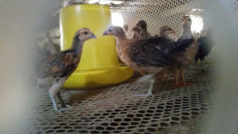 柴鸡苗1斤以下