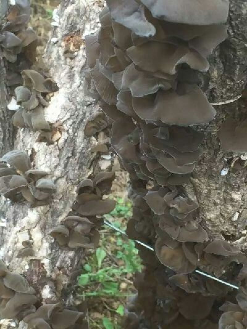 木耳二级