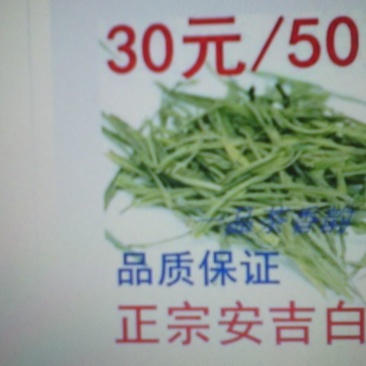 安吉白茶