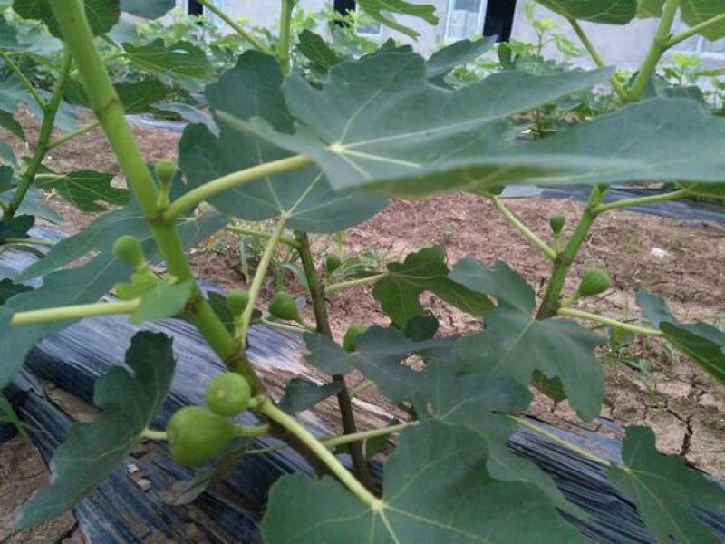 无花果苗80cm以上