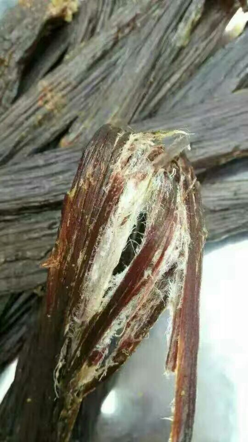 牛肉干牦牛肉鲜肉