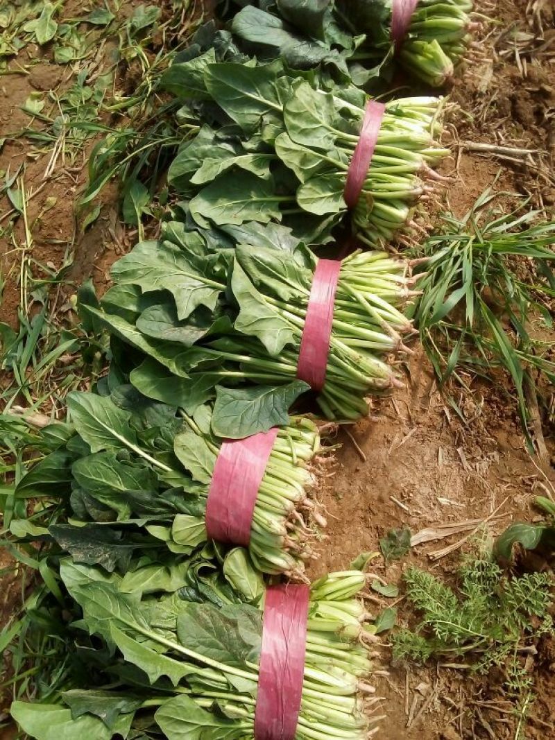 大叶菠菜