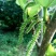 桑椹树苗台湾四季桑葚果树苗,四个季节可结果果桑苗