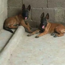 马犬适合当警犬擅长培训科目犬线上交易安全有保障