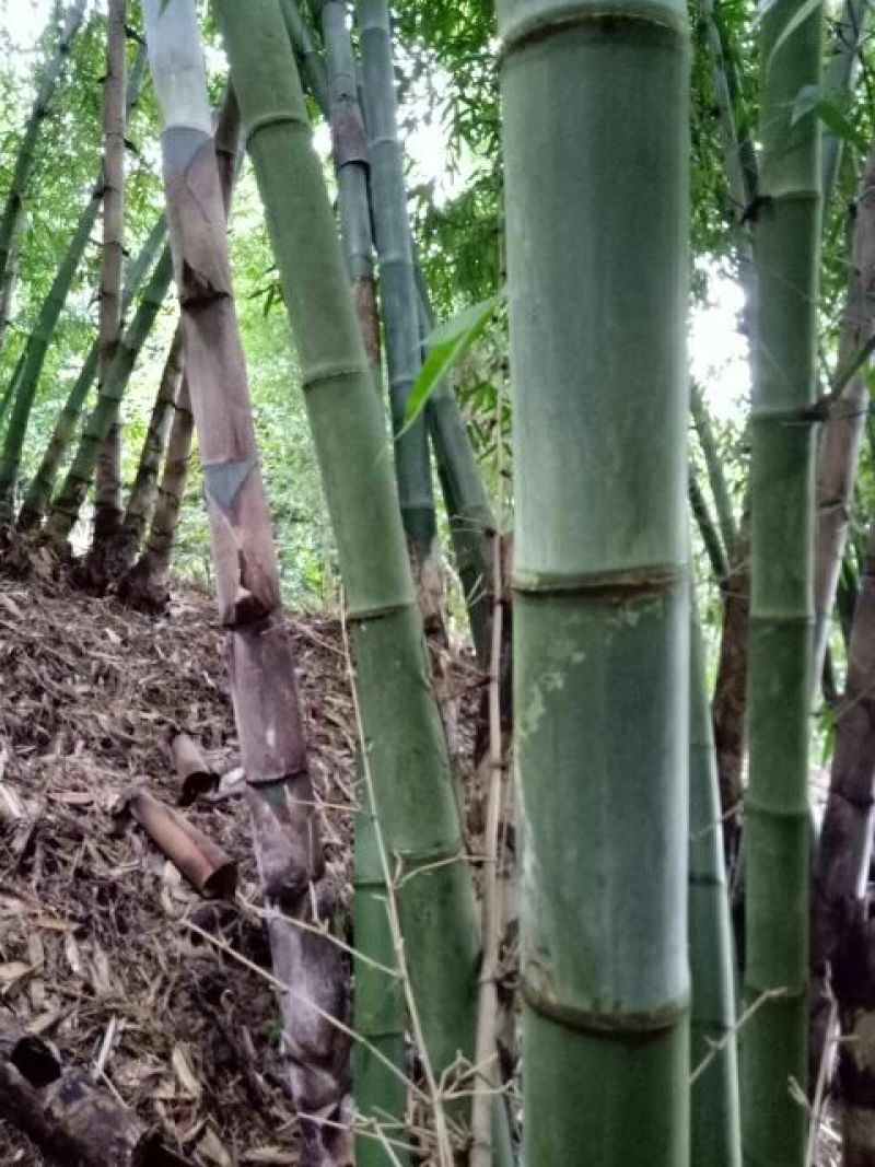 绿竹9~10m