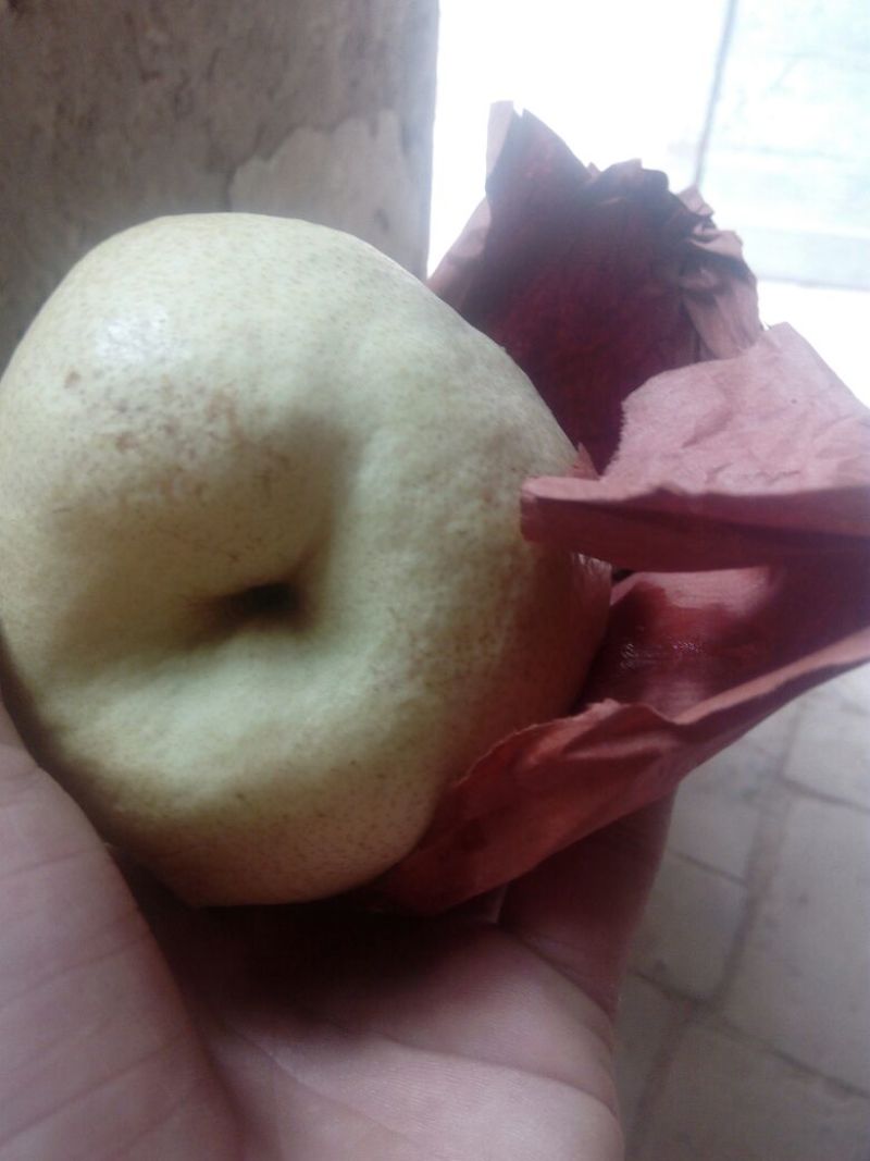酥梨200~250g纸箱