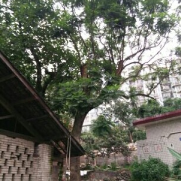 蓝花楹5~8m
