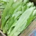 红香油麦菜30~35厘米以上