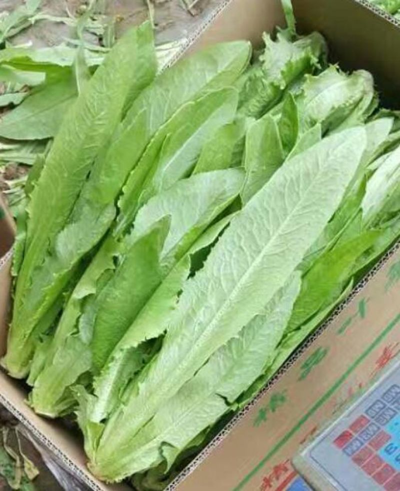 红香油麦菜30~35厘米以上