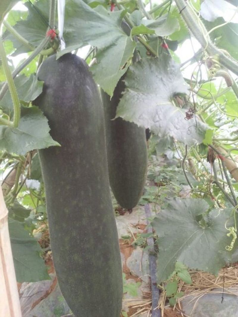 黑皮冬瓜