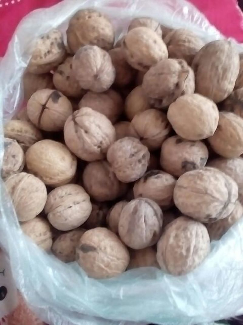纸皮核桃30mm以上去皮干