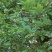 矮丛蓝莓鲜果4~6mm以上