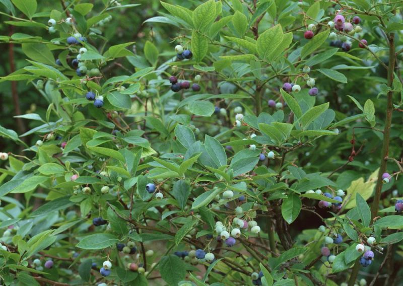 矮丛蓝莓鲜果4~6mm以上