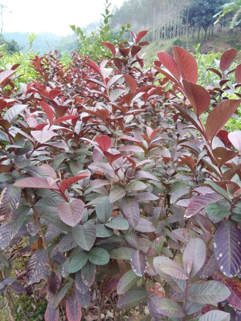 石榴苗30~40cm