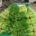 河北西芹法国皇后芹菜55cm以上茎杆脆嫩欢迎联系