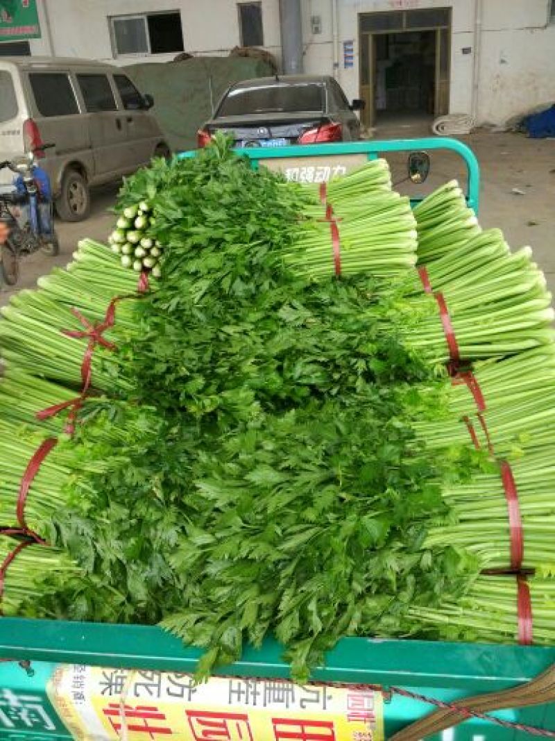 河北西芹法国皇后芹菜55cm以上茎杆脆嫩欢迎联系