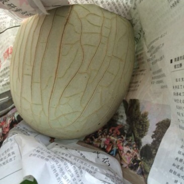 网纹瓜