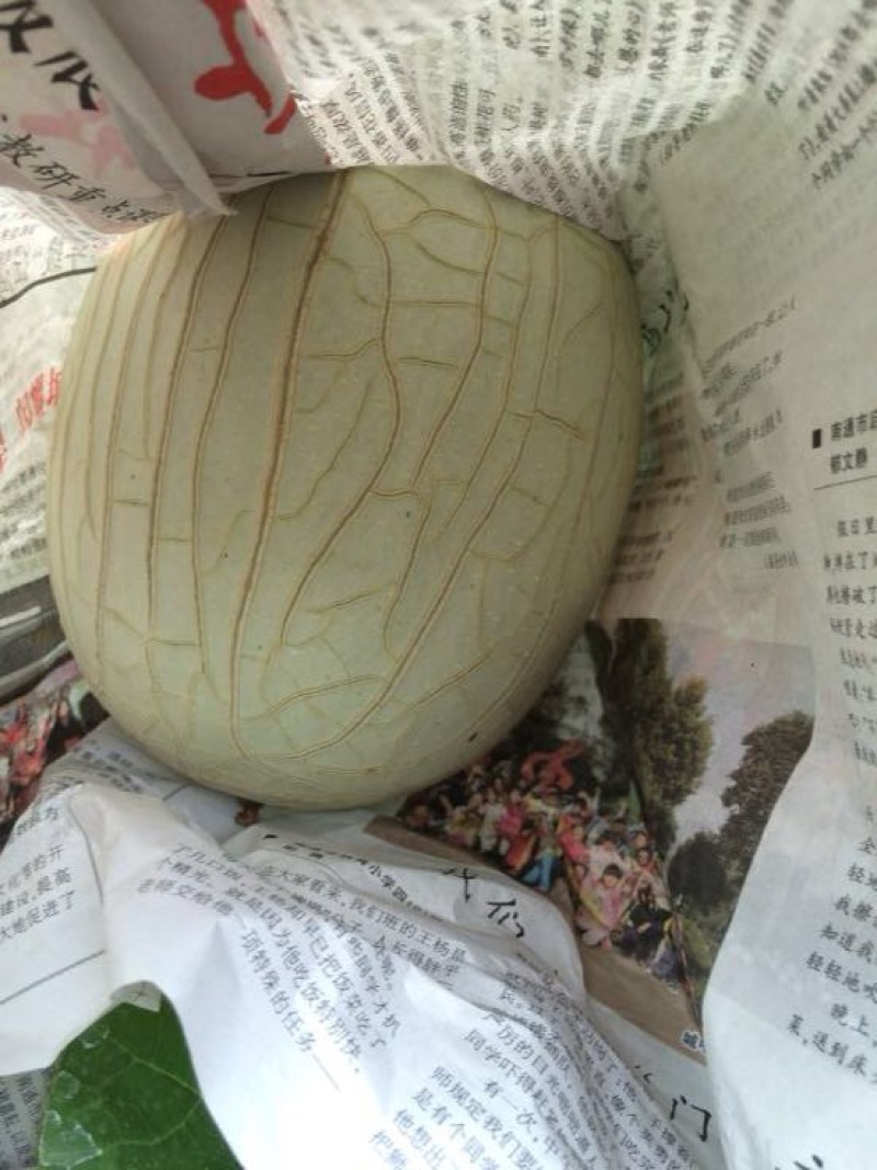 网纹瓜