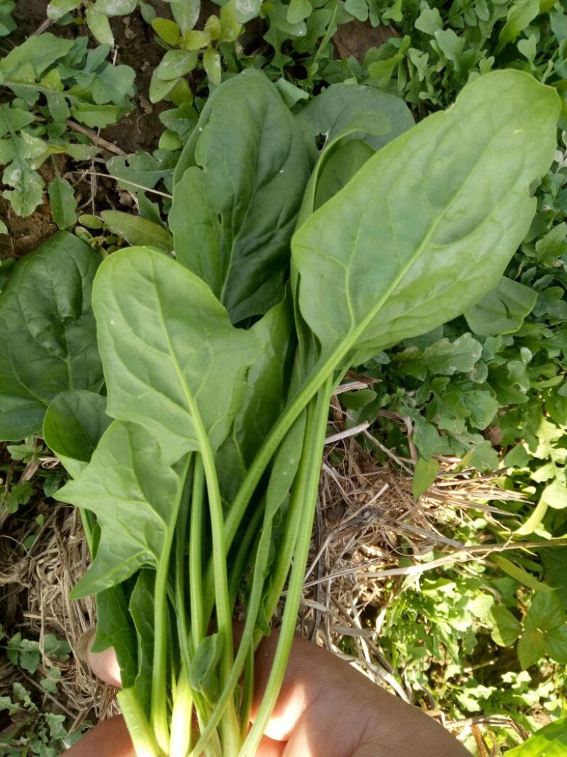 菠菜15~20厘米